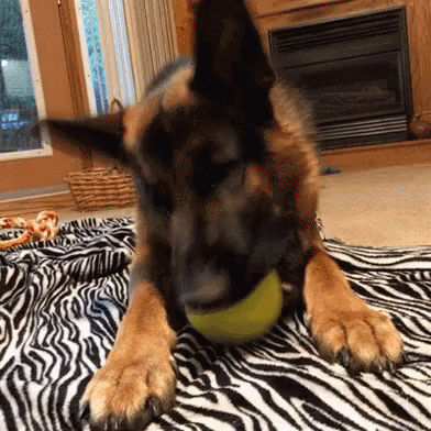 German Shepherd Puppy GIF - GermanShepherd Puppy Ball - Discover