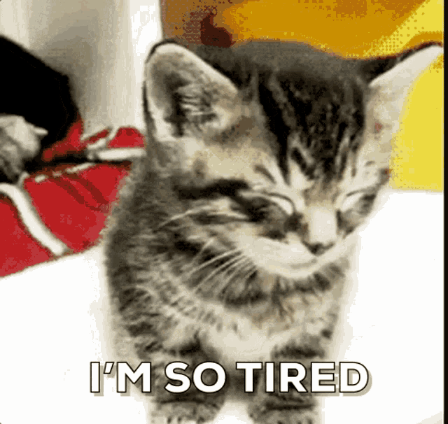 Tired Kitten GIF Tired Kitten Cat Discover & Share GIFs