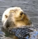 Otter Sea GIF - Otter Sea Cute - Discover & Share GIFs