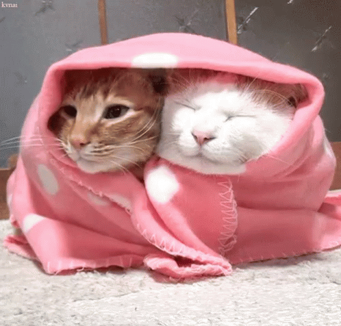 Topic des chats - Page 12 Tenor