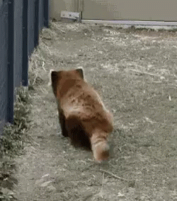 dance red panda gif