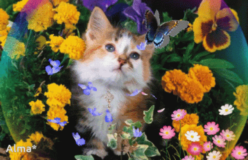 Gatito Cat GIF - Gatito Cat Cute - Discover & Share GIFs