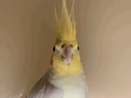 save tweet gif save tweet gif