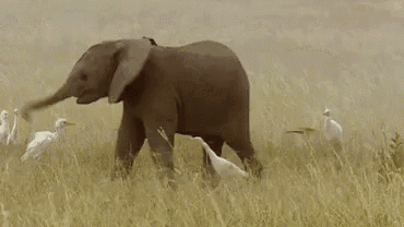 Elephant Baby GIF - Elephant Baby Trunk - Discover & Share GIFs