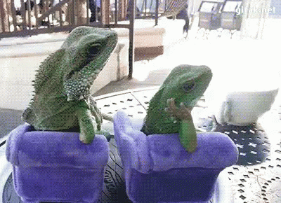 Image result for frustrated lizard animated gif