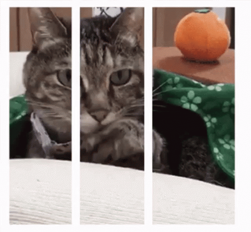 The popular 3d  Gif  GIFs  everyone s sharing