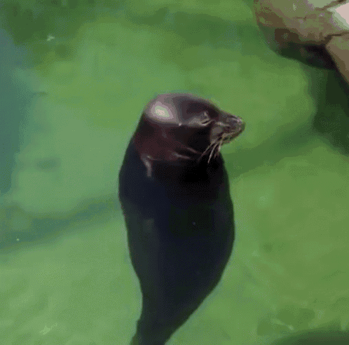 Seal Crawling Gif Seal Crawling Beach Discover Share - vrogue.co
