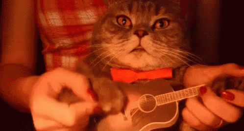 Cat Playing  Guitar  GIFs Tenor