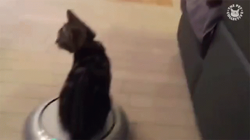 Roomba Cat GIF - Roomba Cat OnMyWay - Discover & Share GIFs