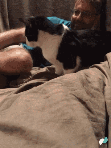 Cat Pet GIF - Cat Pet Cuddle - Discover & Share GIFs Cat Pet GIF - Cat Pet Cuddle - Discover & Share GIFs