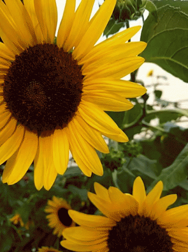 Sunflowers GIFs | Tenor