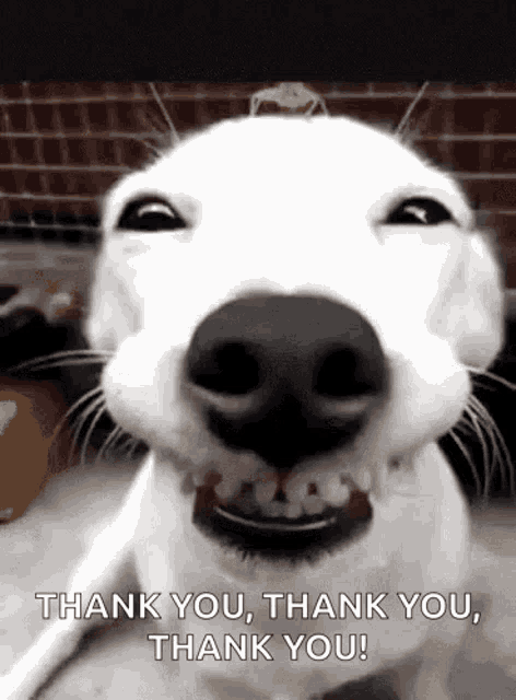 Thank You So Much Gifs Tenor Thank You So Much Gifs Tenor