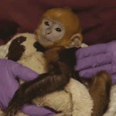 Sleepy Monkey Gifs Tenor