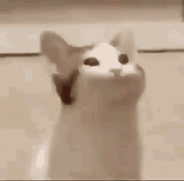 Cat Bop GIF Cat Bop Meme Discover & Share GIFs