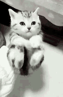 cat cute gif cat