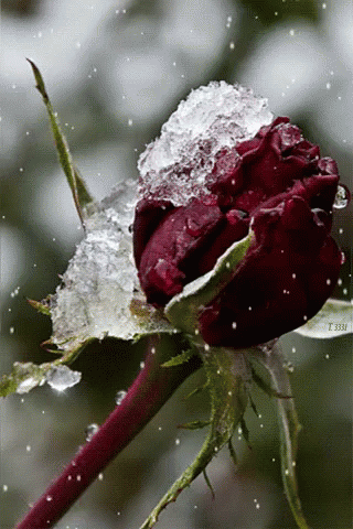 Rose GIF - Rose - Discover & Share GIFs