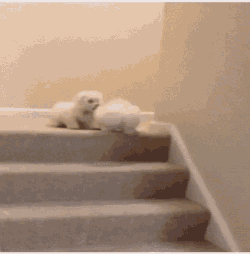 Shih Tzu GIFs Tenor Shih Tzu GIFs Tenor