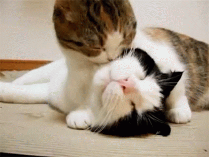Cats Lick GIF - Cats Lick Bathing - Discover & Share GIFs