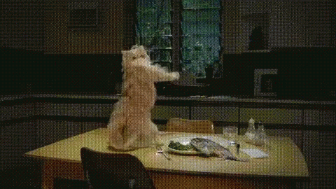 funny cat gifs tenor