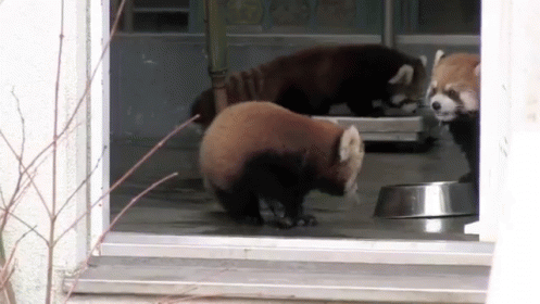 pics Too Cute Red Panda Baby Gif surprise gif cute red panda discover share gifs