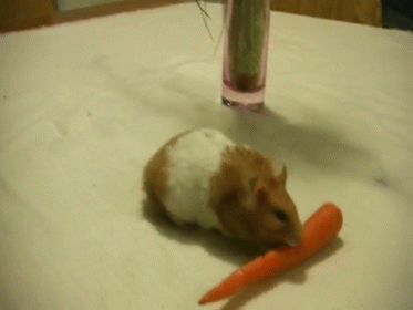 Хомячок gif. Хомячок ест морковку. Хомячок с морковкой. Хомяк ест морковку.