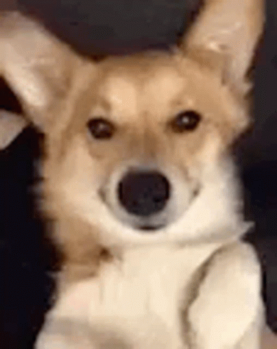 Dog Doge GIF - Dog Doge Dogo - Discover & Share GIFs
