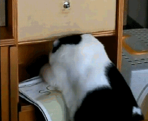 funny fat cat gifs