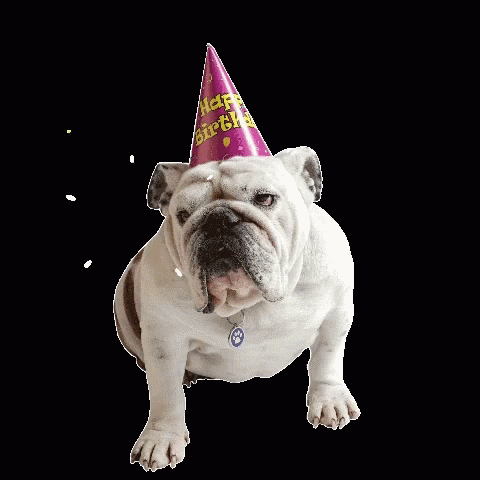Amazing Happy Birthday Bulldog Gif in the world Don t miss out 