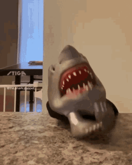 the puppet shark