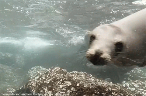 sea lion gif sealion seal underwater discover share gifs