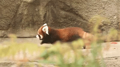 red panda gifs tenor
