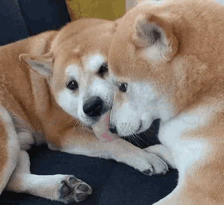 Funny Animals Love Gif Funnyanimals Love Tongue Discover Share