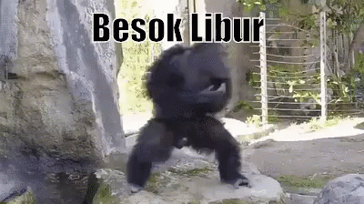 64 Gambar Lucu Binatang Monyet HD 64 Gambar Lucu Binatang Monyet HD