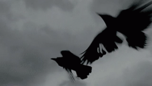 Black Birds Flying GIF - BlackBirds Flying Crows - Discover & Share GIFs