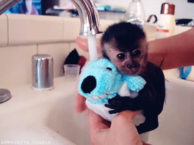 Baby Monkey Cute Gifs Tenor