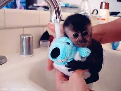 Baby Monkey Cute Gifs Tenor Baby Monkey Cute Gifs Tenor