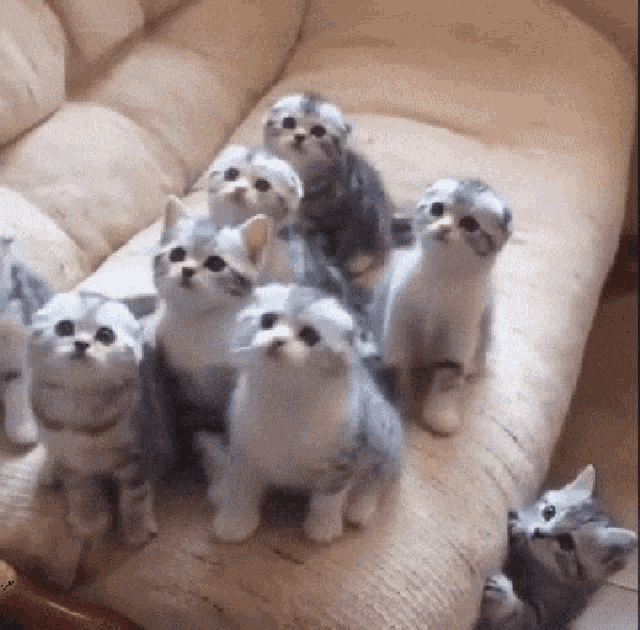 Cute Cats GIF  Cute Cats Kittens Discover Share GIFs 