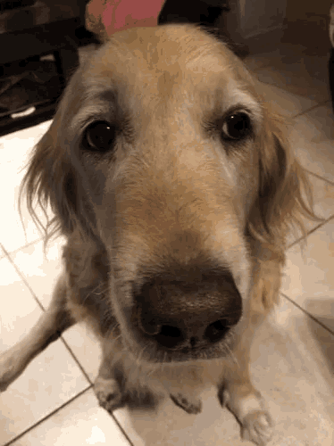 Golden Retriever Dog GIF - GoldenRetriever Dog Sad - Discover & Share GIFs
