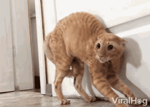 Scared Cat Alarmed GIF - ScaredCat Alarmed Nervous GIFs