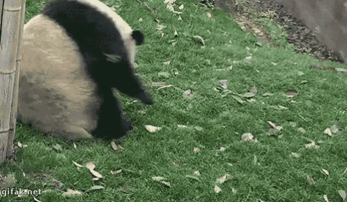 panda push up suzuki