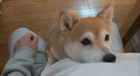 Featured image of post Wagging Tail Gif Wifflegif has the awesome gifs on the internets