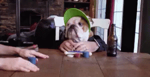 ポーカー 犬 可愛い ギャンブル Gif Casino Poker Gamble Discover Share Gifs ポーカー 犬 可愛い ギャンブル Gif Casino Poker Gamble Discover Share Gifs