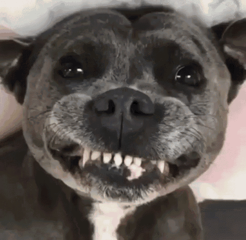 Funny Dog Smiling GIF - FunnyDog Smiling ShowingTeethDog ...