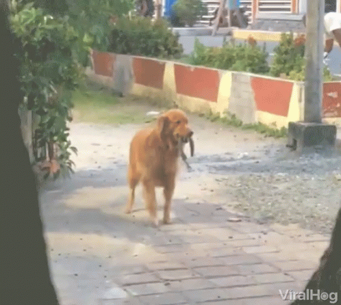 Lost Dog