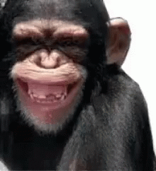 Meme Lucu GIF MemeLucu Discover Share GIFs Meme Lucu GIF MemeLucu Discover Share GIFs