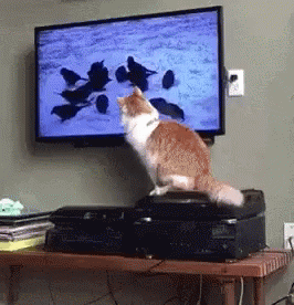 Cat Birds GIF - Cat Birds Tv - Discover & Share GIFs