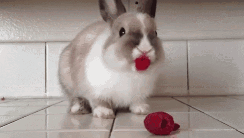 Bunny Eating Raspberries... Hilariously Cute GIF - Rabit Nibble