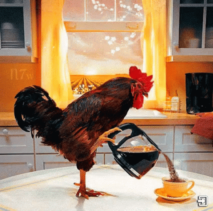 Image result for rooster pouring coffee