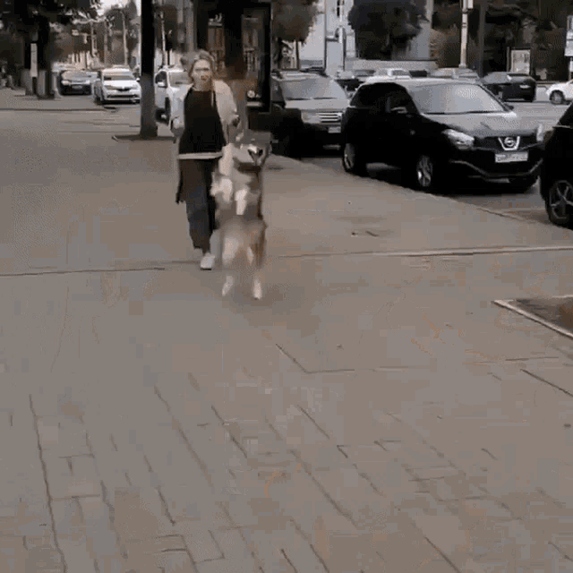 Dog On My Way Gif Dog Onmyway Ontheway Discover Share Gifs Dog On My Way Gif Dog Onmyway Ontheway Discover Share Gifs