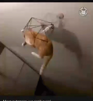 Chandelier Dobby Gifs Tenor Cat Hanging Gif Chandelier Gifs